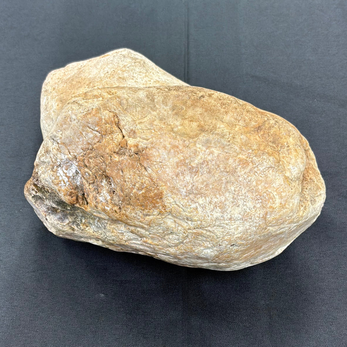 Otodontidae Megalodon Fossil