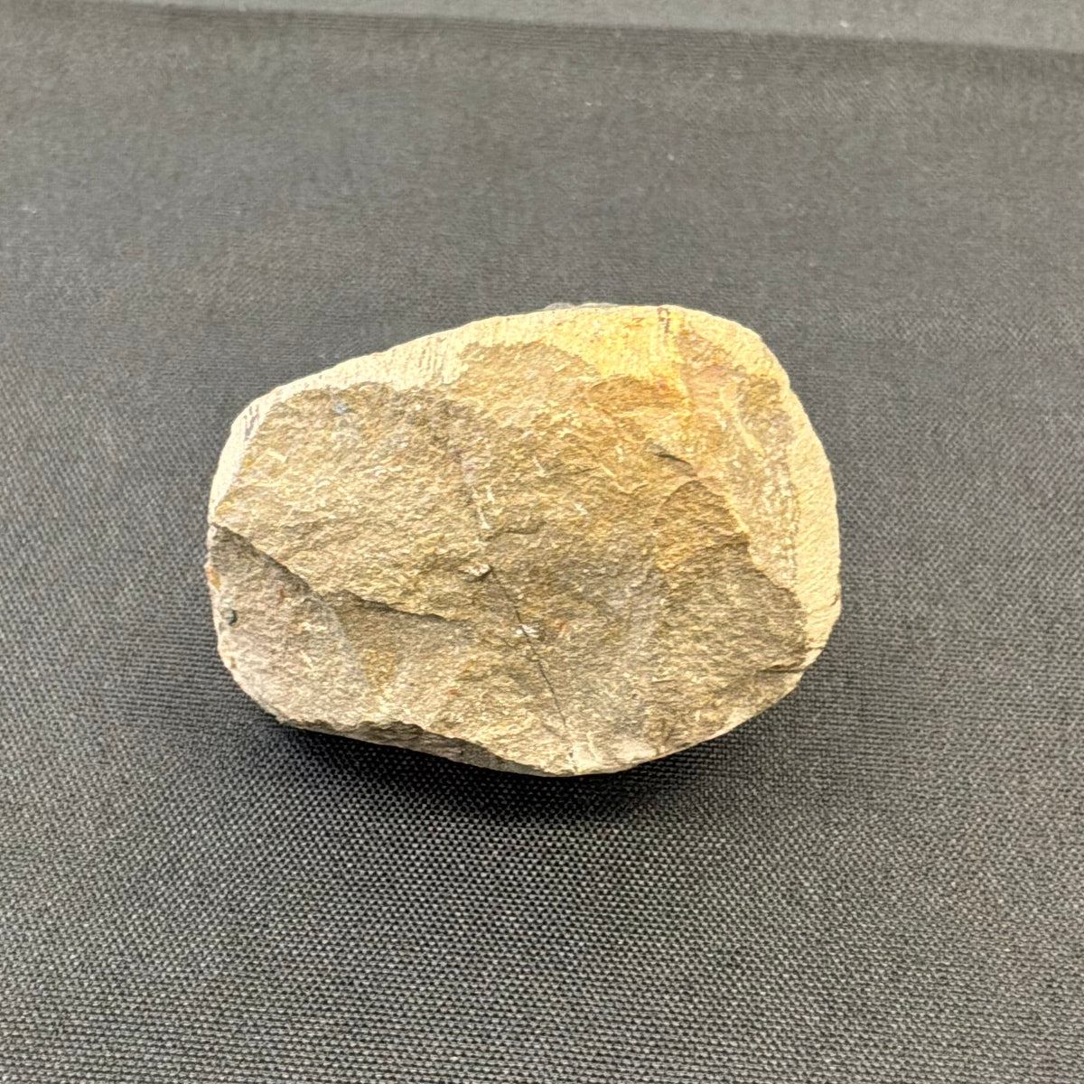 Trilobite Fossil
