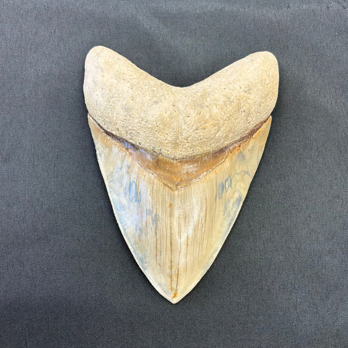Megalodon Tooth