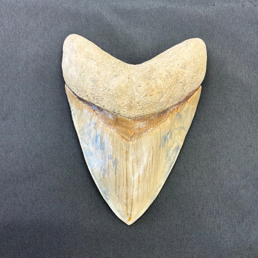 Megalodon Tooth