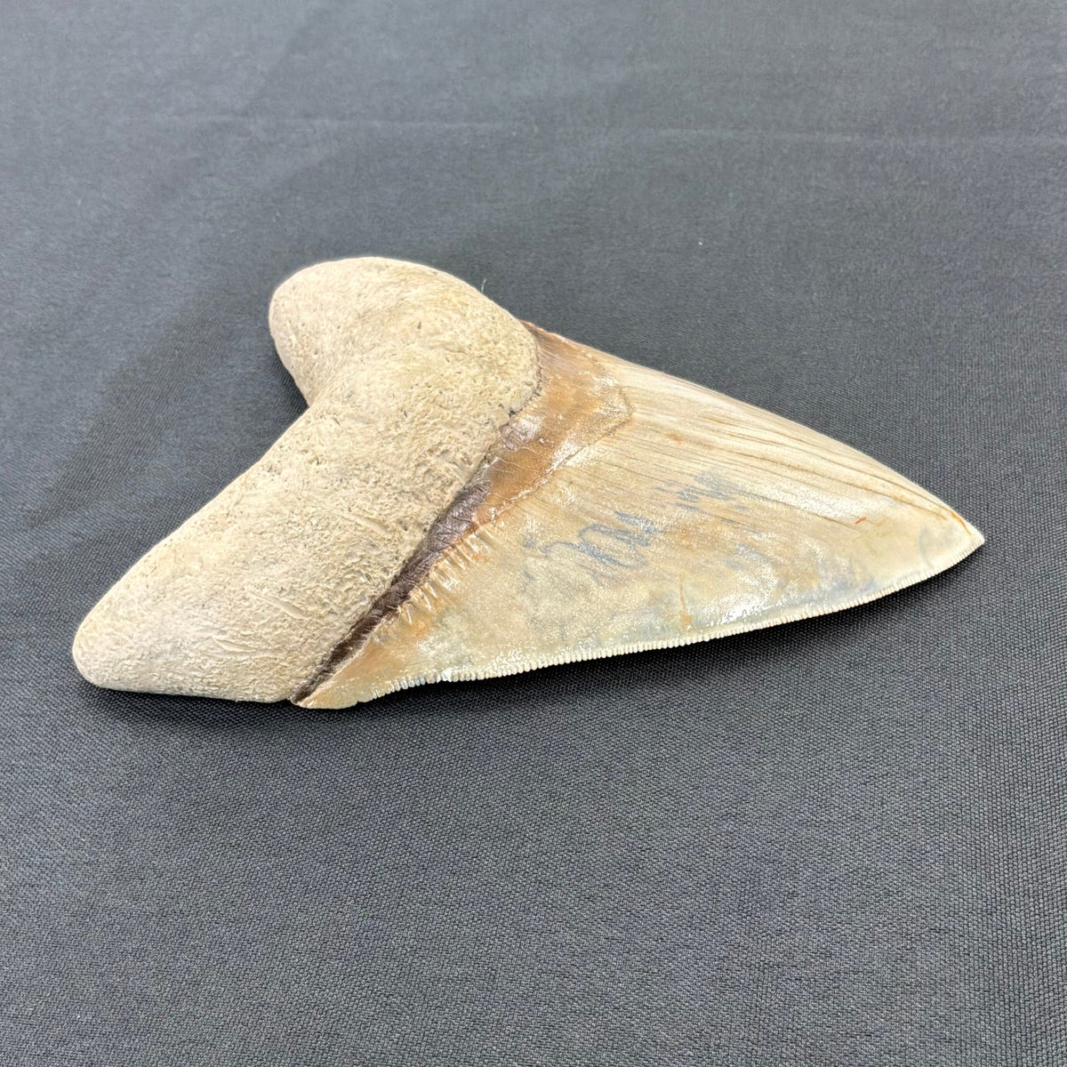 Megalodon Tooth