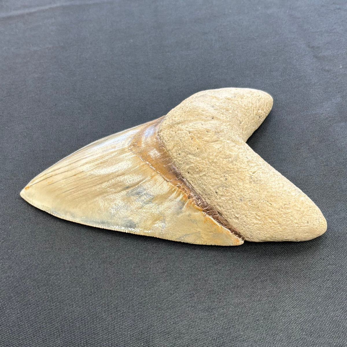 Megalodon Tooth