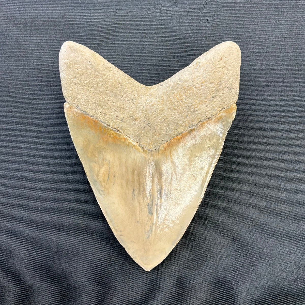 Megalodon Tooth