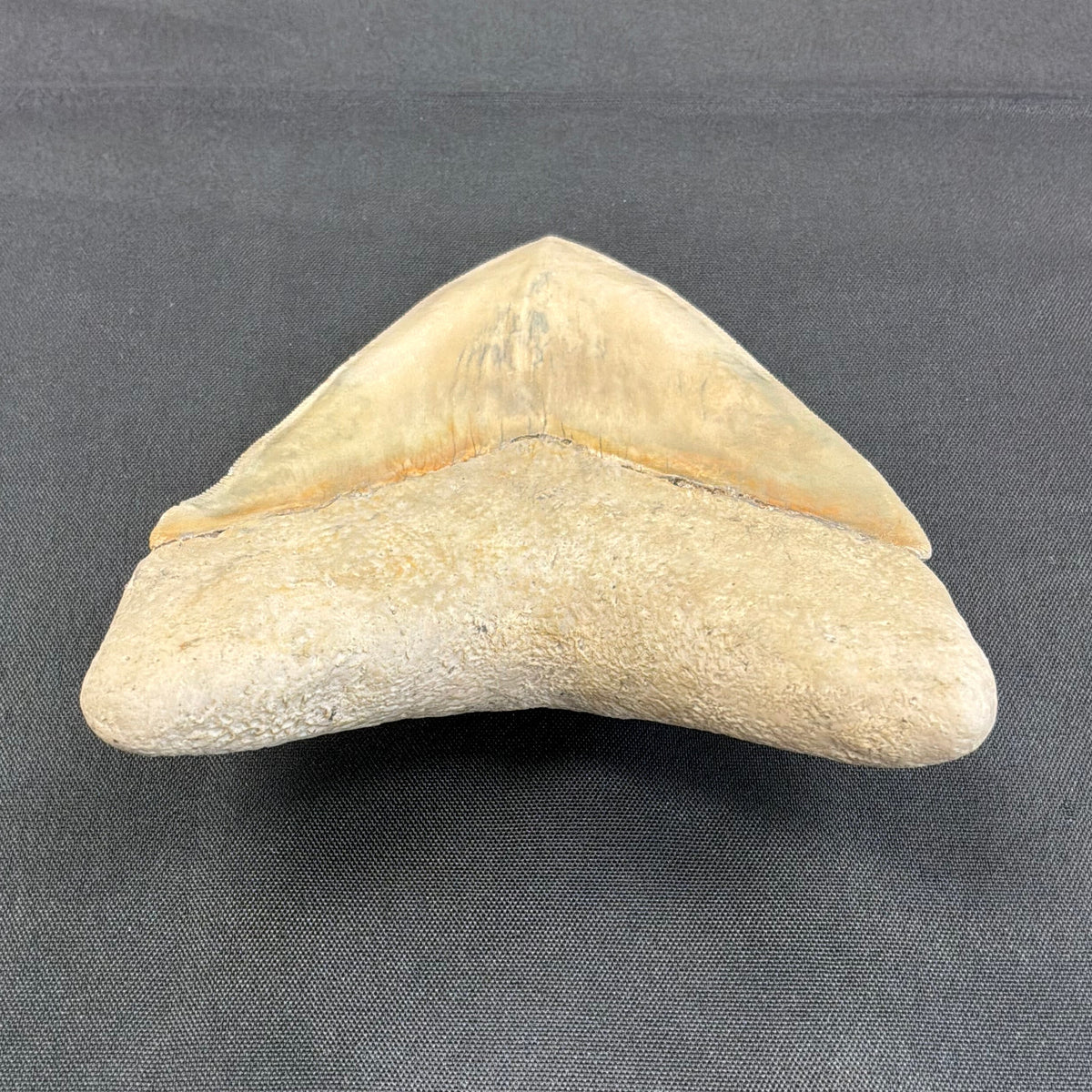 Megalodon Tooth
