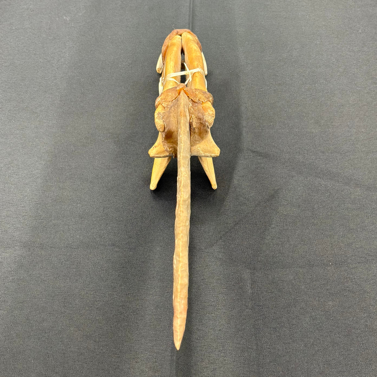 Wolf Jaw Flint Knife