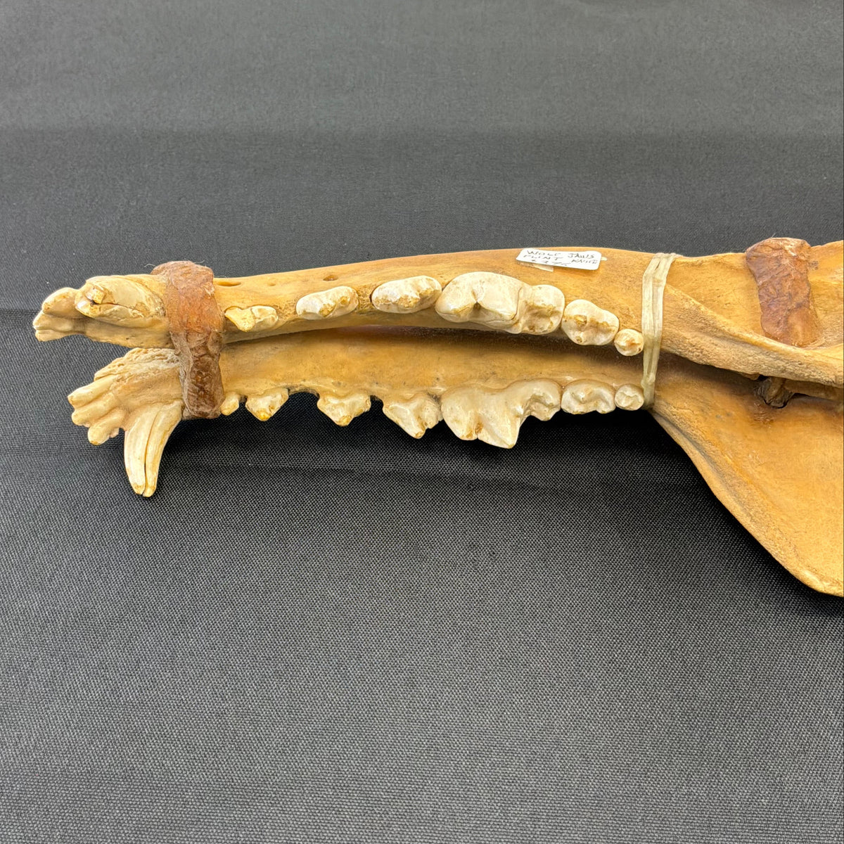 Wolf Jaw Flint Knife