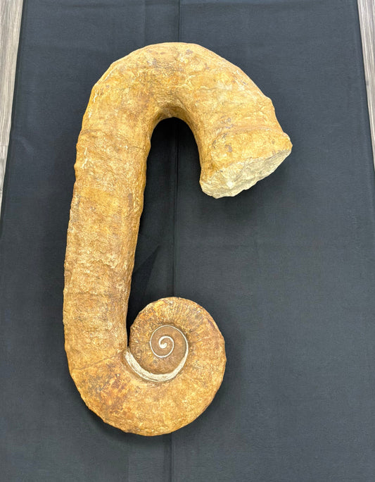 Heteromorph Ammonite