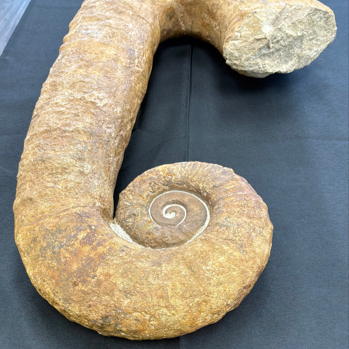 Heteromorph Ammonite