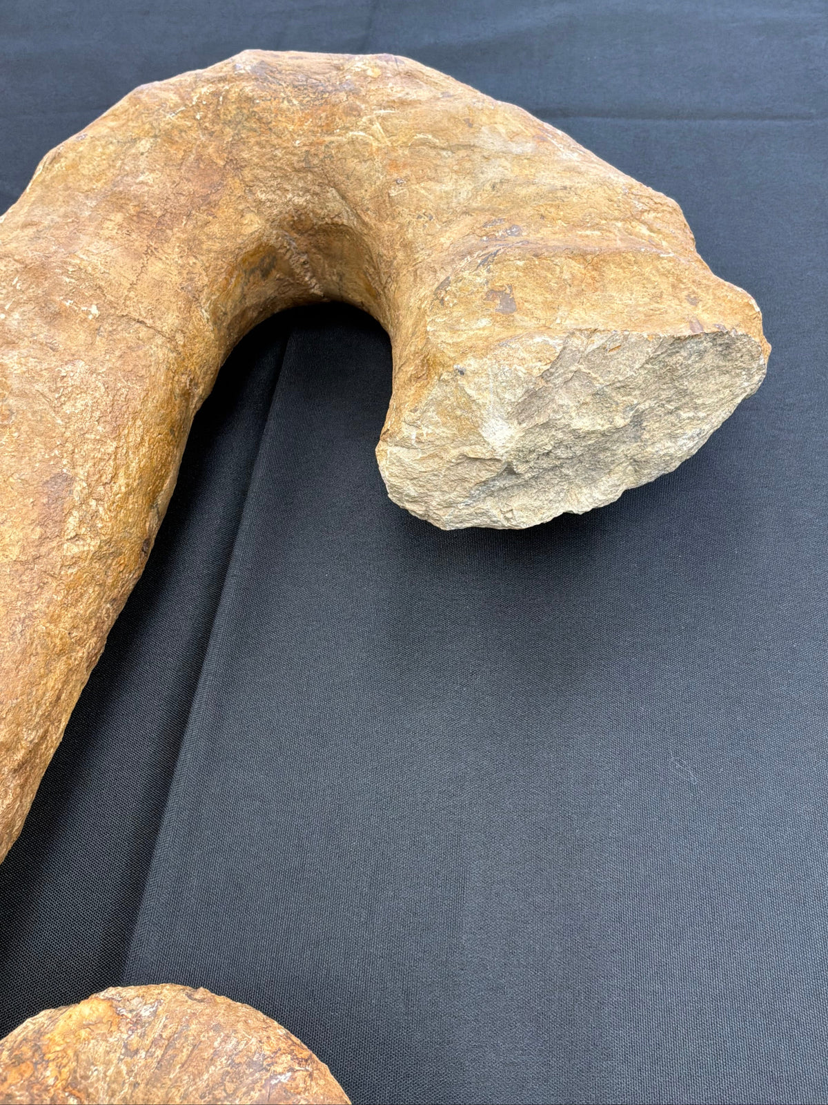 Heteromorph Ammonite