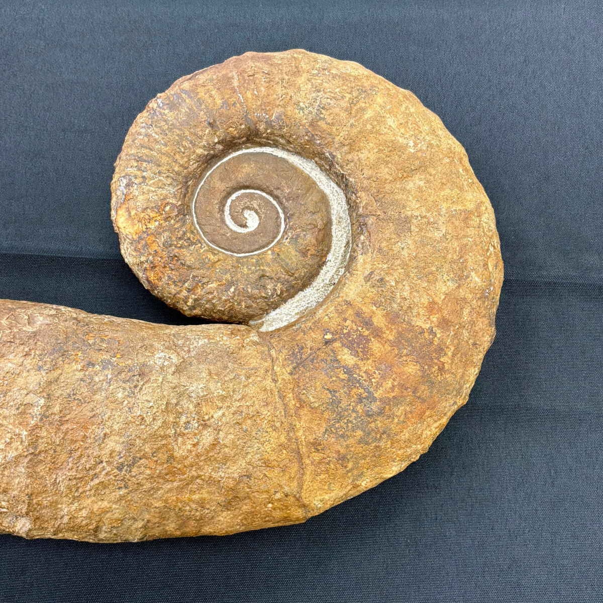 Heteromorph Ammonite