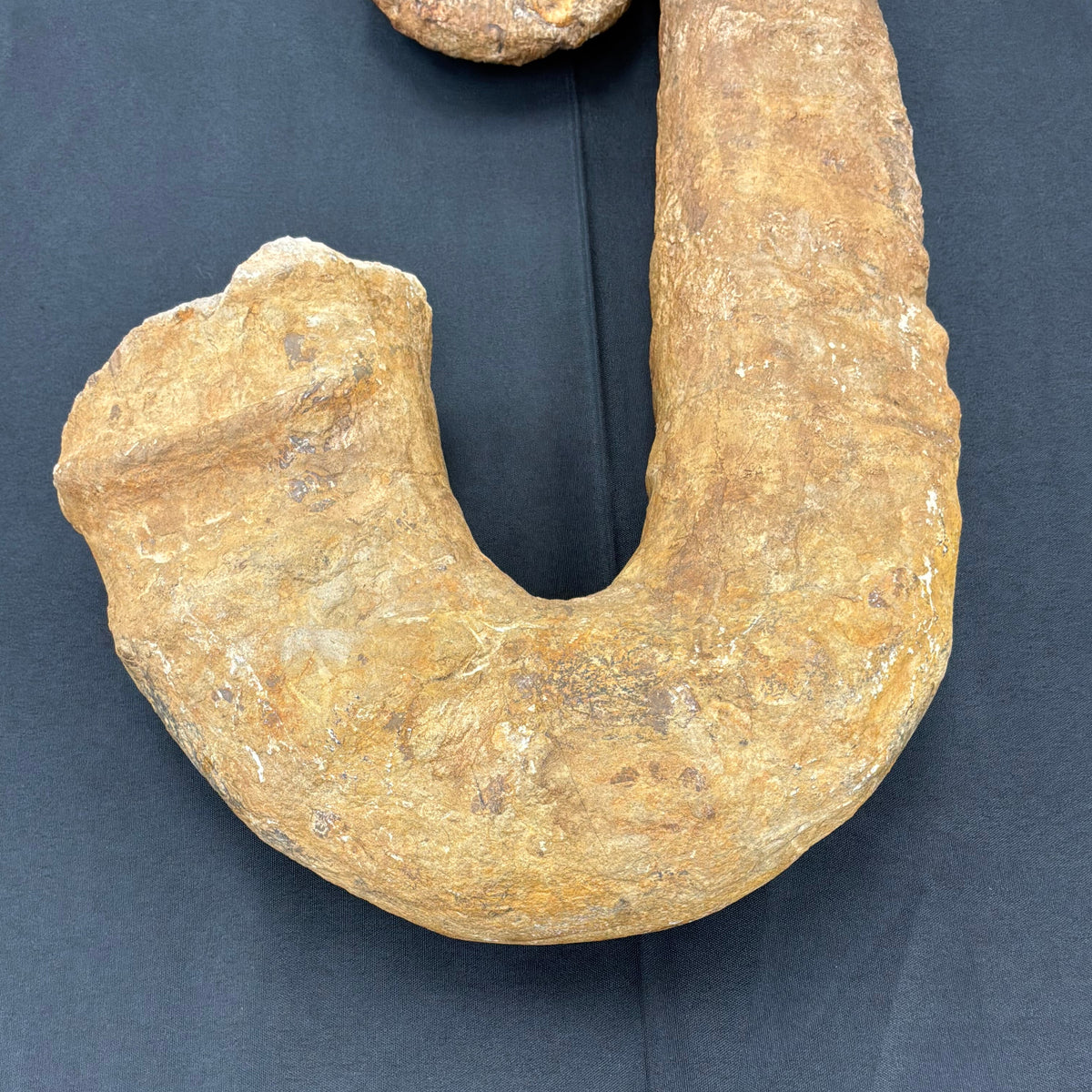 Heteromorph Ammonite