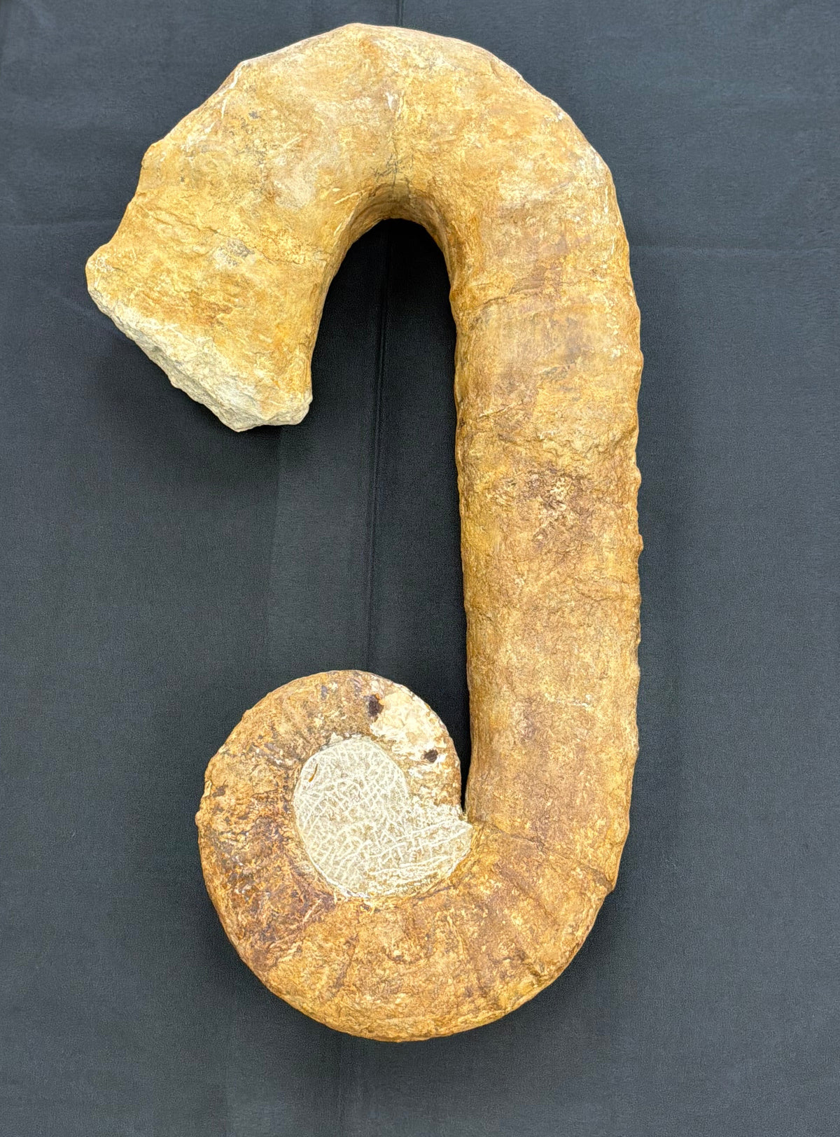 Heteromorph Ammonite