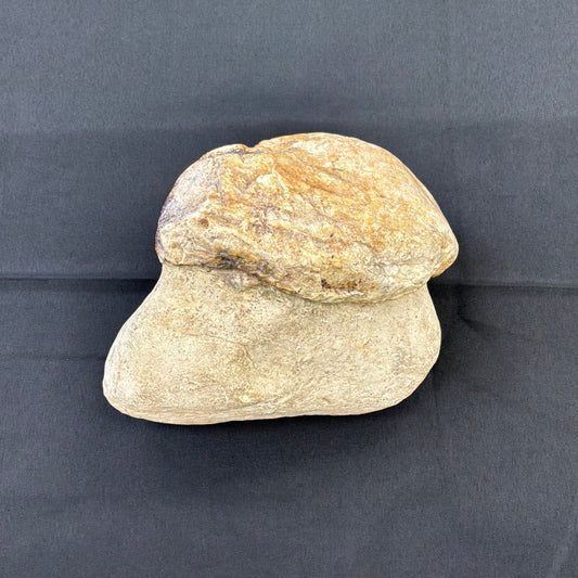 Otodontidae Megalodon Fossil