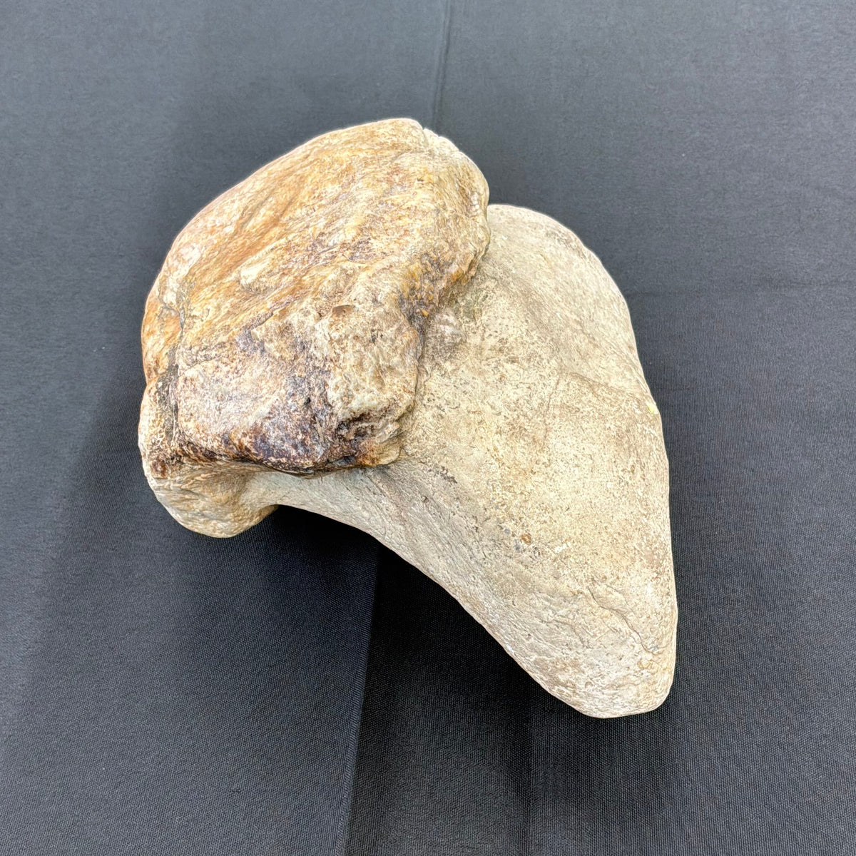 Otodontidae Megalodon Fossil