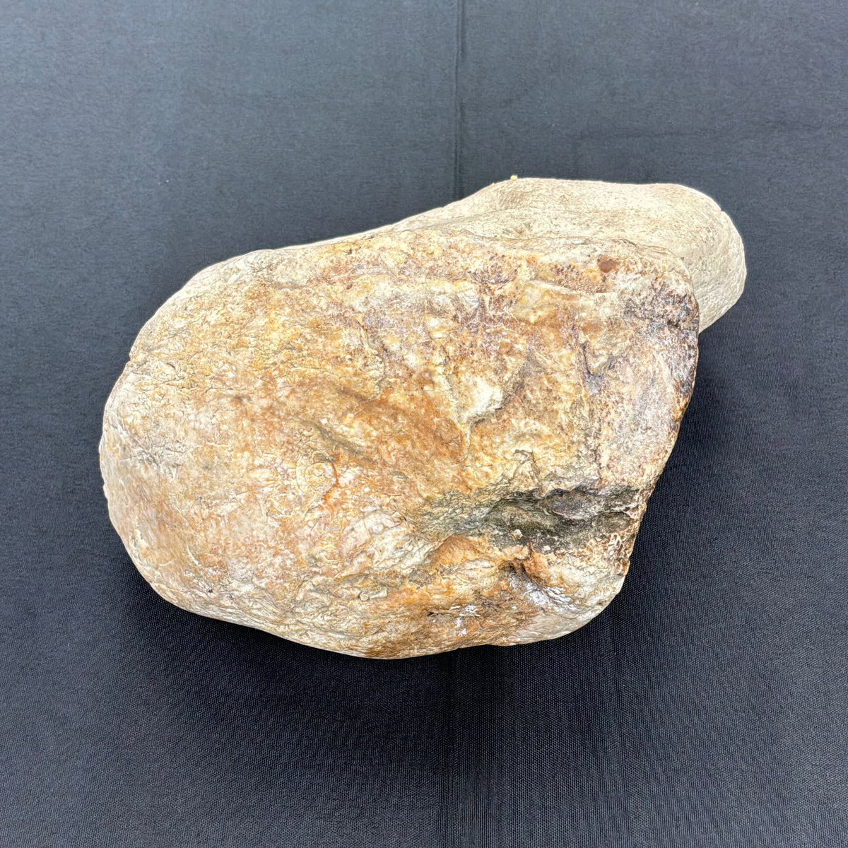 Otodontidae Megalodon Fossil