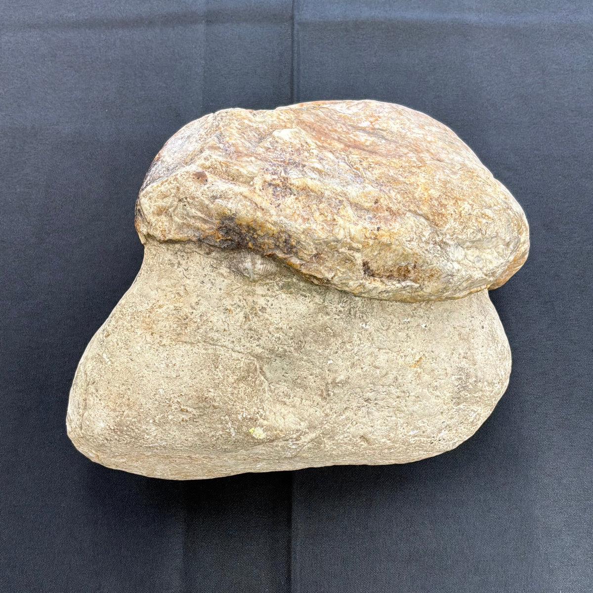 Otodontidae Megalodon Fossil