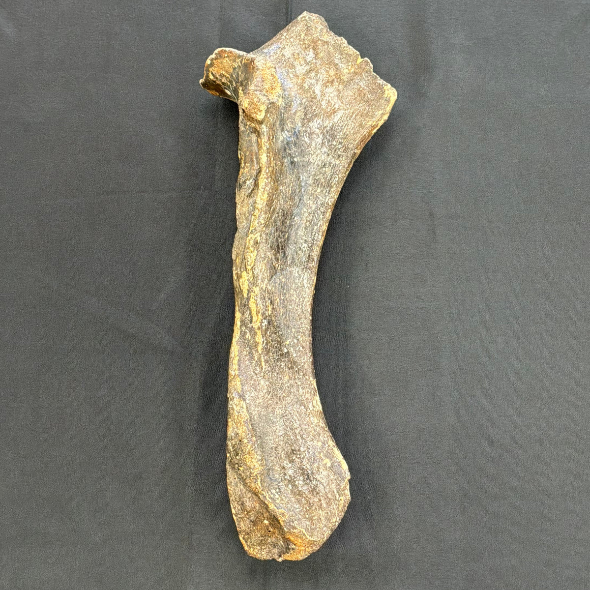 Wooly Rhinoceros Fossil