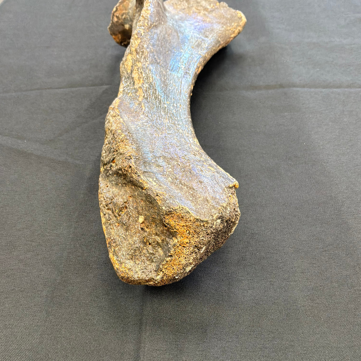 Wooly Rhinoceros Fossil