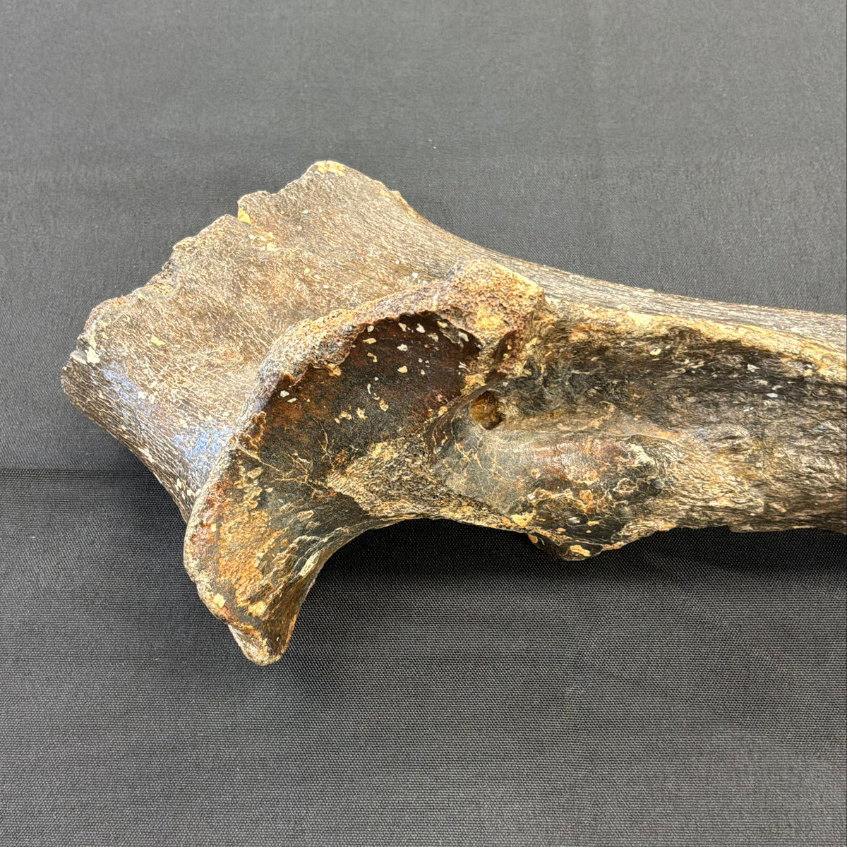 Wooly Rhinoceros Fossil