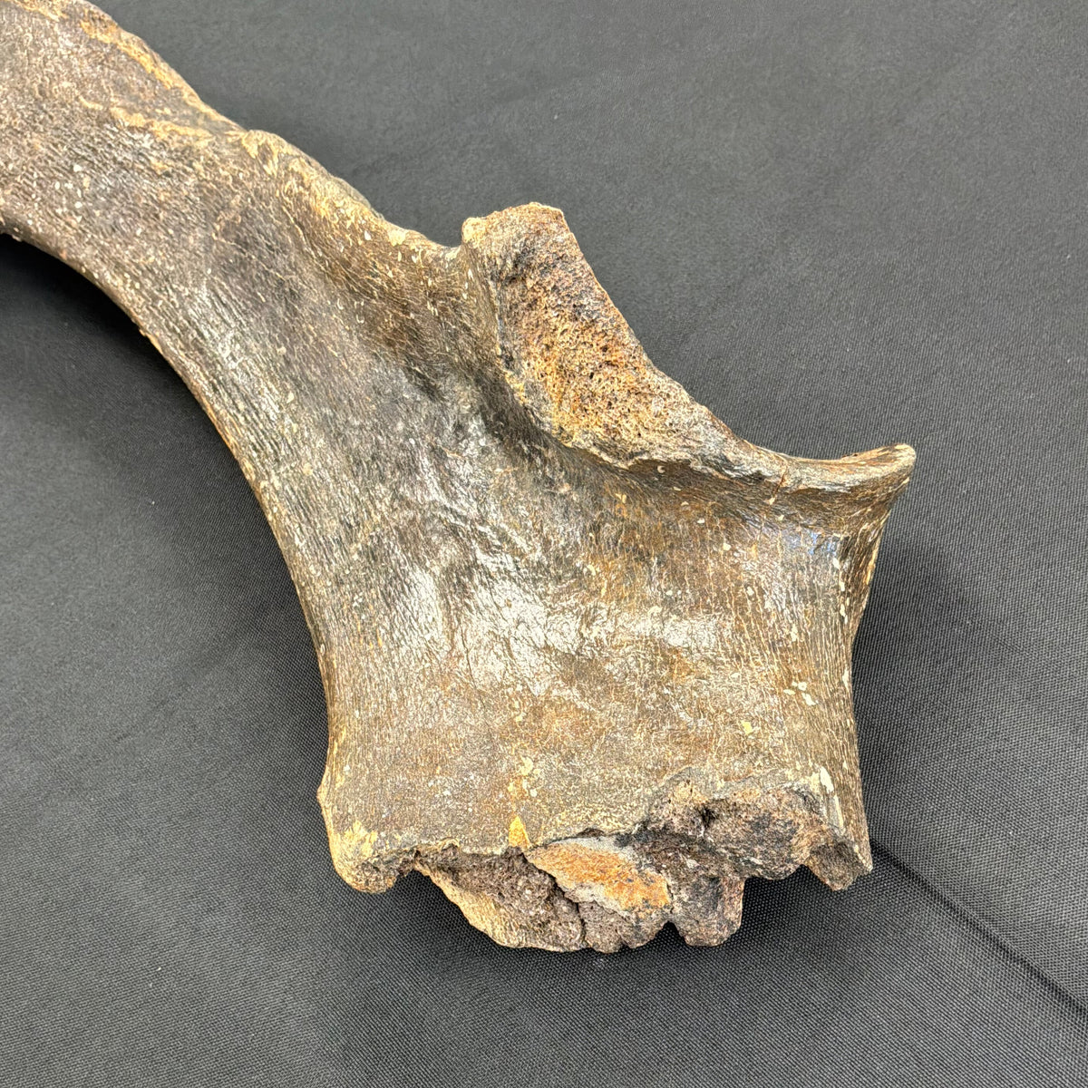 Wooly Rhinoceros Fossil
