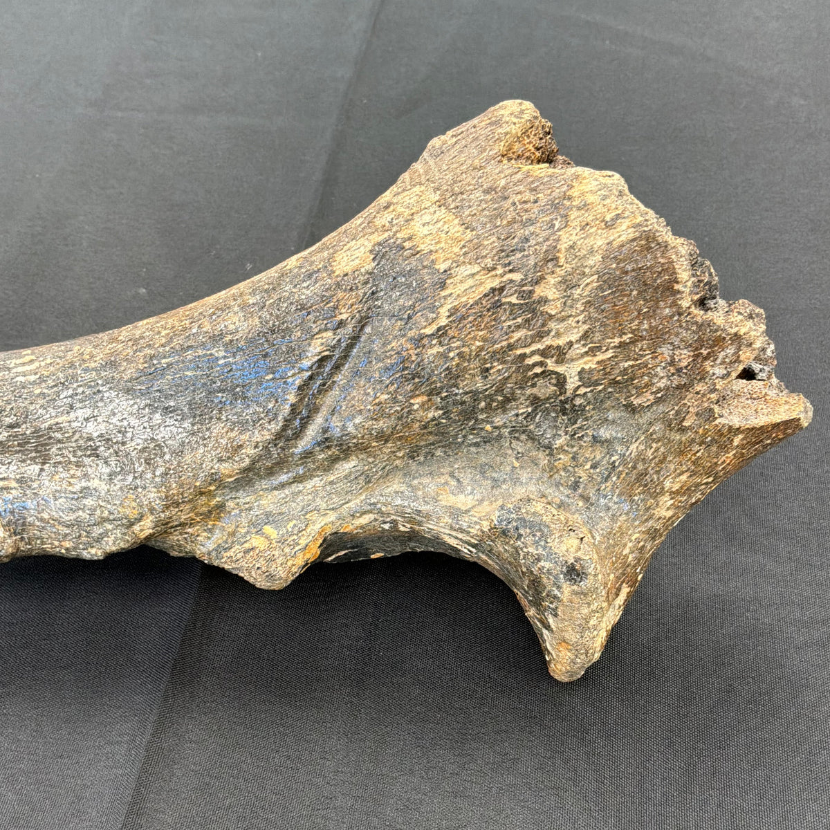 Wooly Rhinoceros Fossil