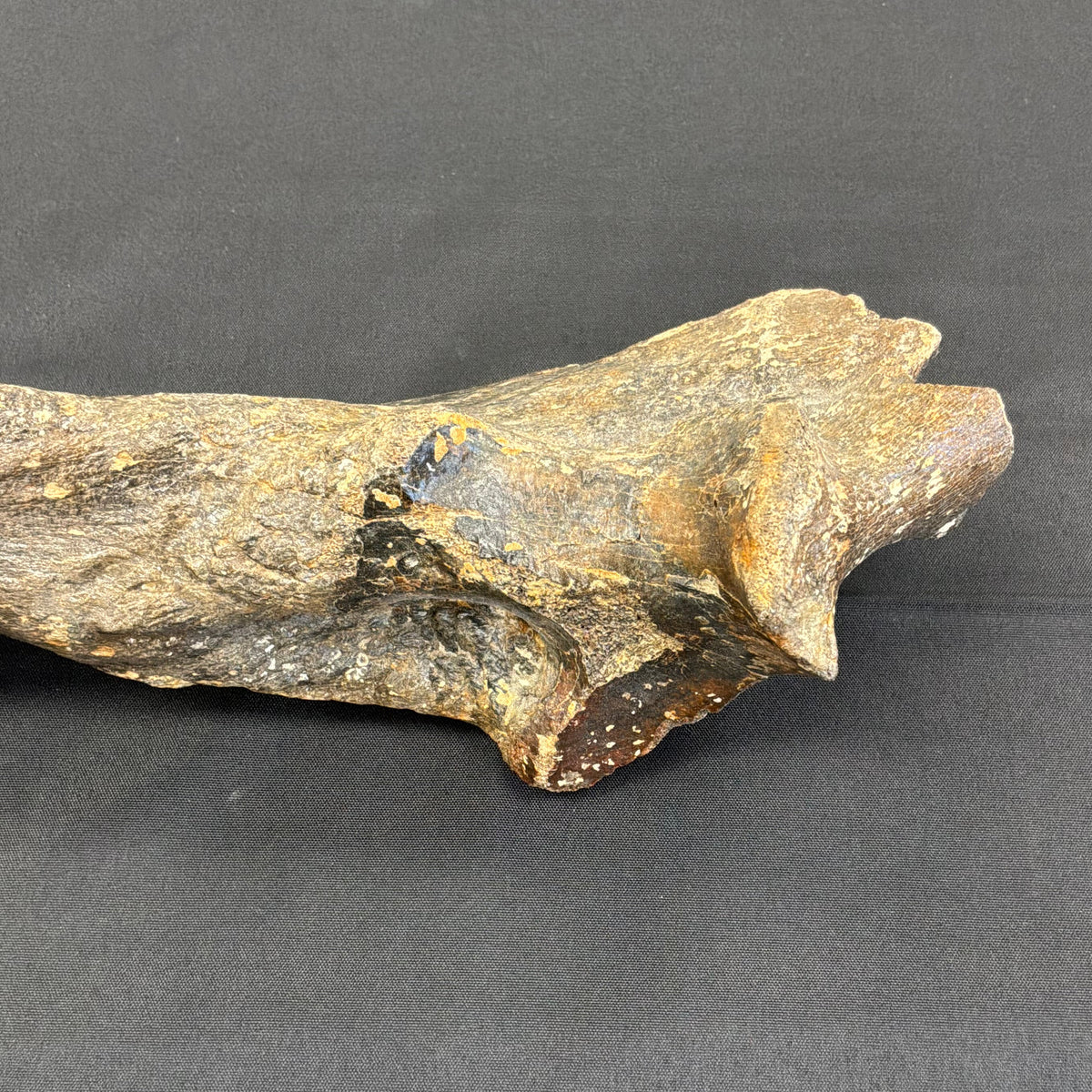 Wooly Rhinoceros Fossil