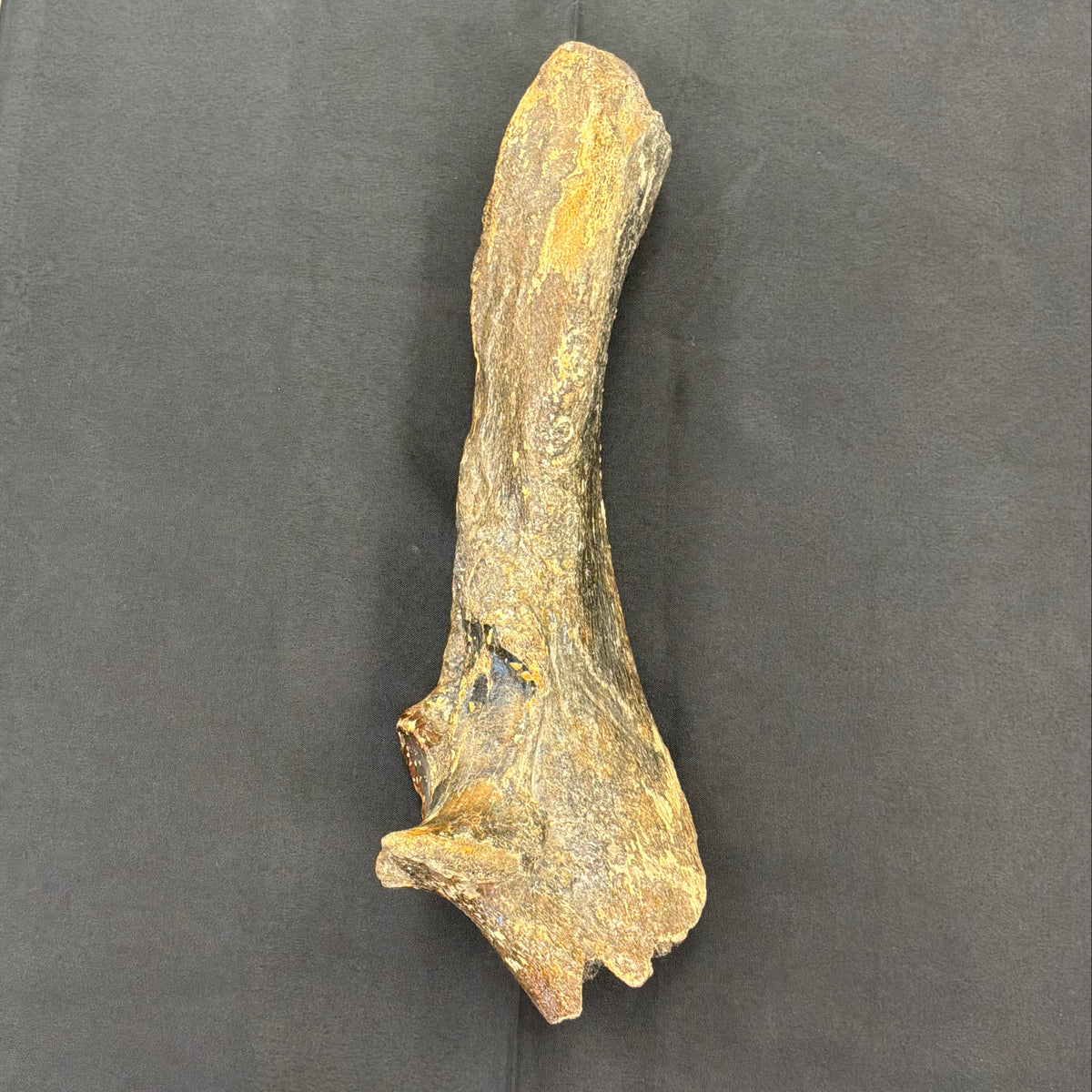 Wooly Rhinoceros Fossil