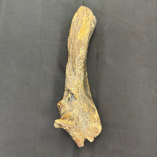 Wooly Rhinoceros Fossil