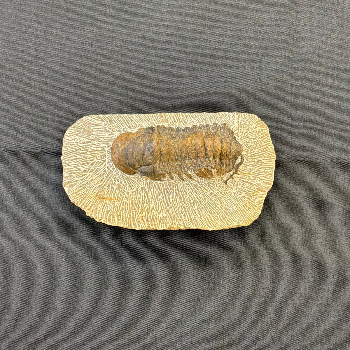 Trilobite Fossil