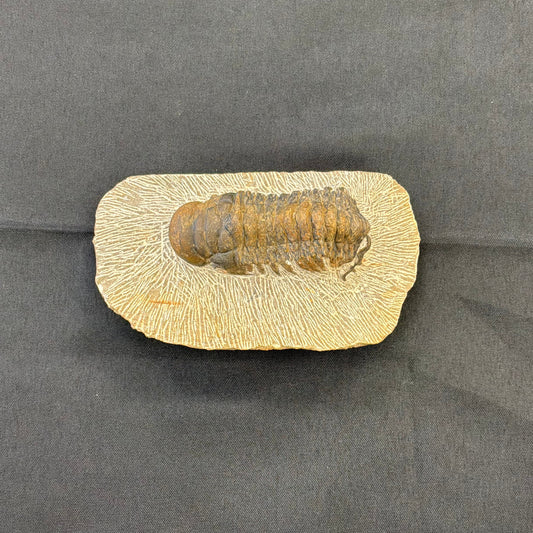 Trilobite Fossil