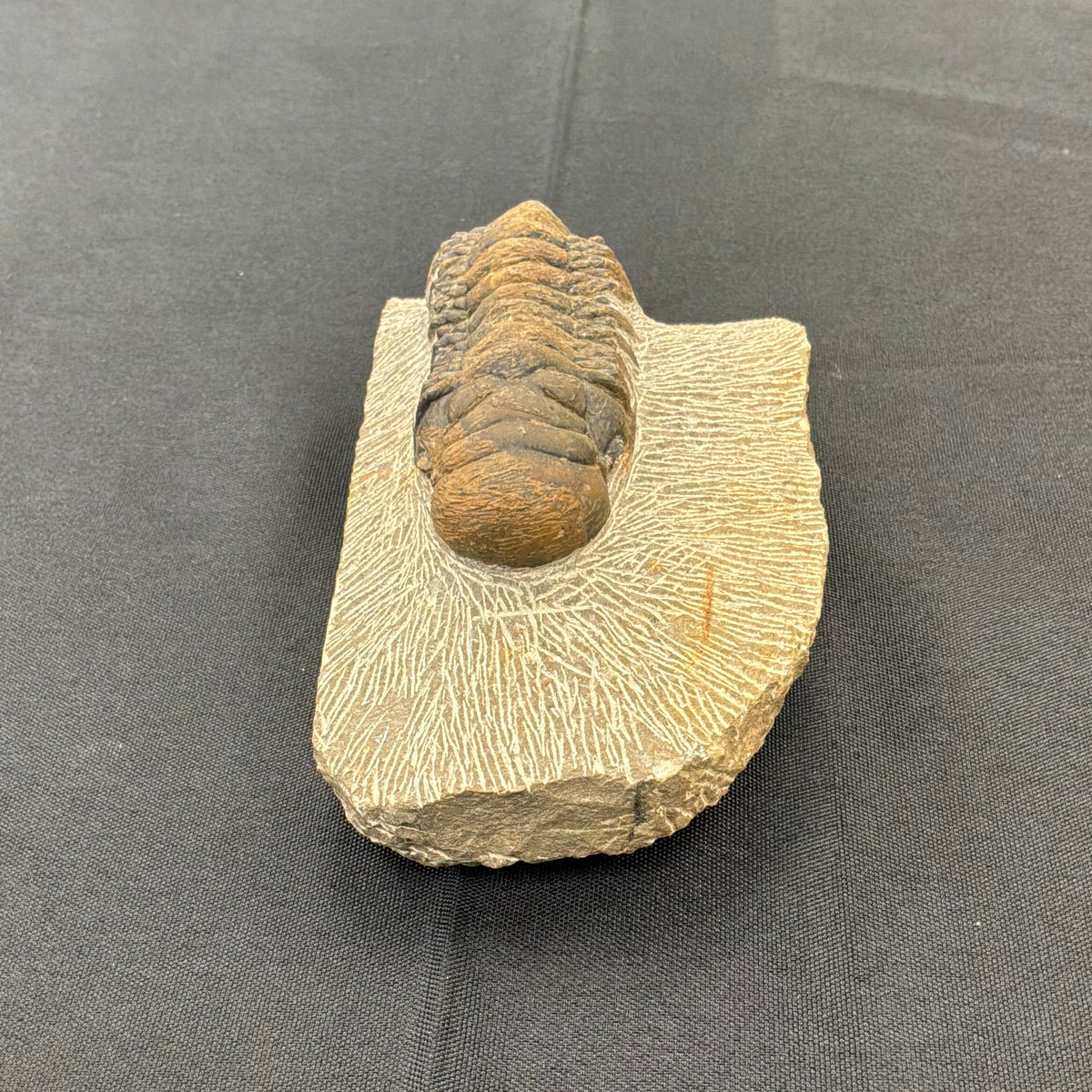 Trilobite Fossil