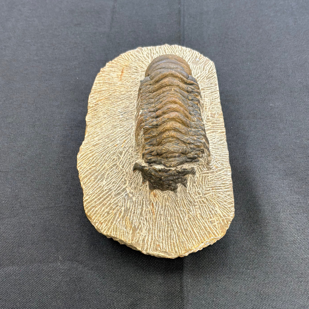 Trilobite Fossil
