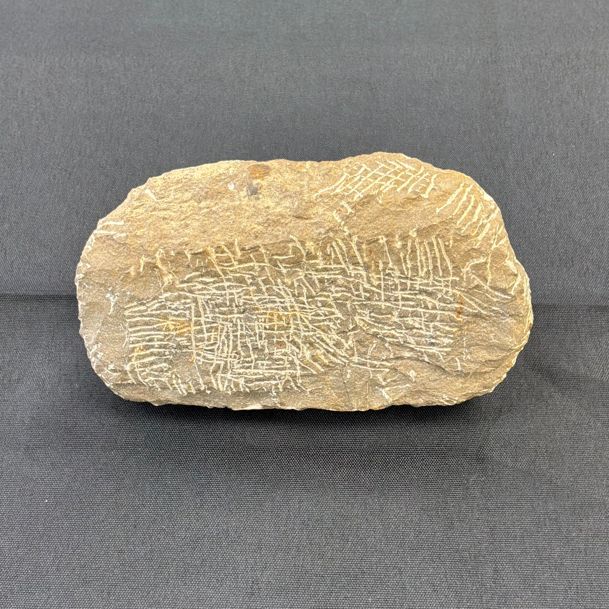 Trilobite Fossil