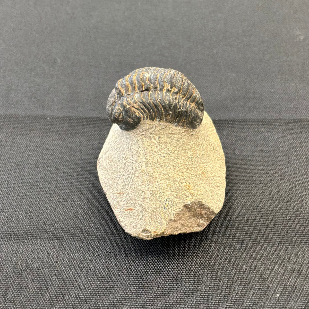 Trilobite Fossil