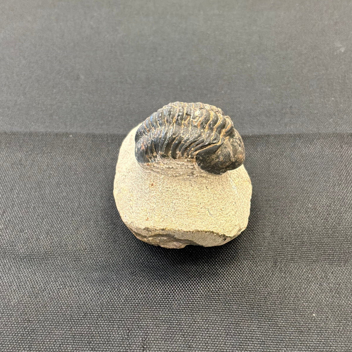 Trilobite Fossil