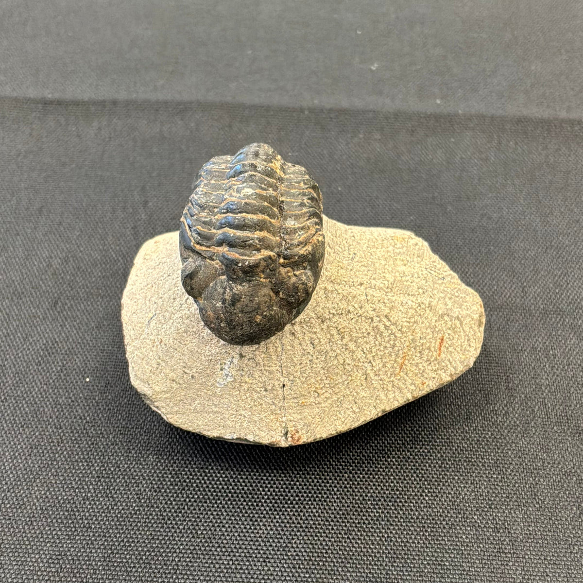Trilobite Fossil