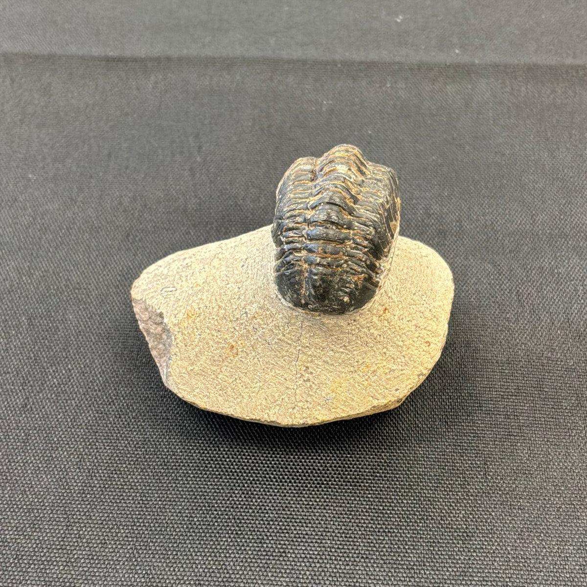 Trilobite Fossil