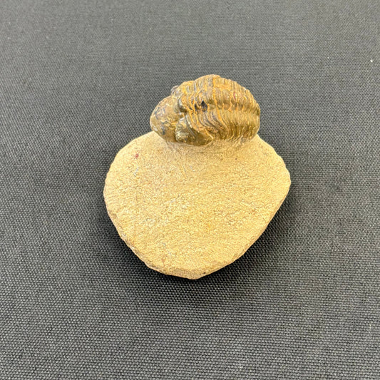 Trilobite Fossil