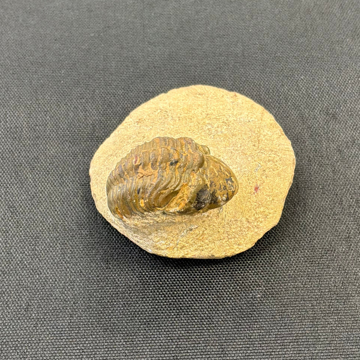 Trilobite Fossil