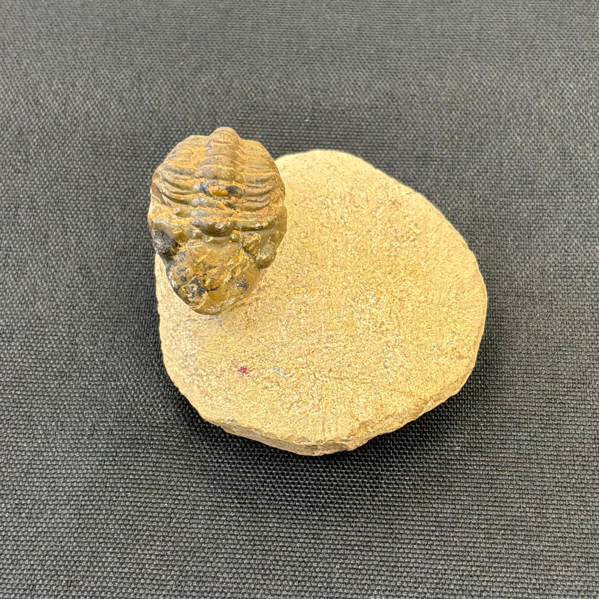 Trilobite Fossil