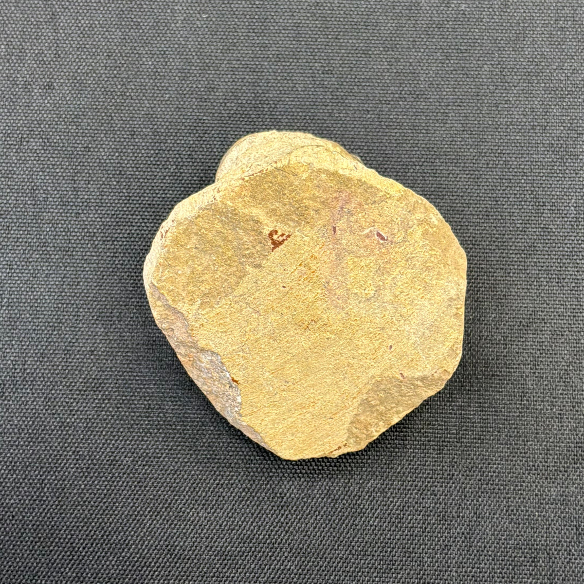 Trilobite Fossil